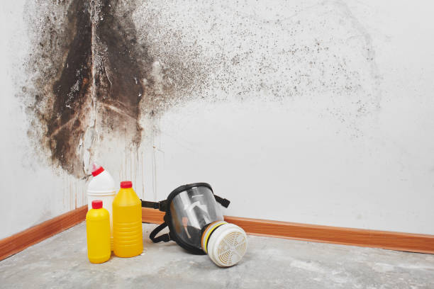 Best Toxic Mold Removal  in Carthage, TX