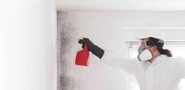 Certified Mold Removal in Carthage, TX
